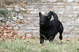 LABRADOR 807